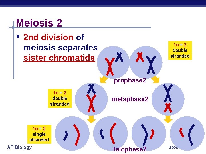 Meiosis 2 § 2 nd division of 1 n = 2 double stranded meiosis