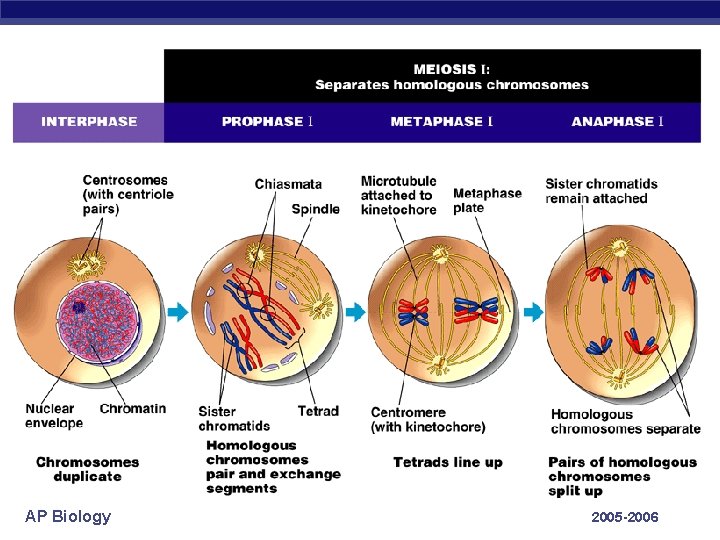 AP Biology 2005 -2006 