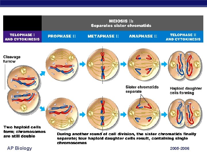 AP Biology 2005 -2006 
