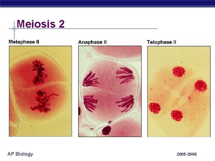 Meiosis 2 AP Biology 2005 -2006 