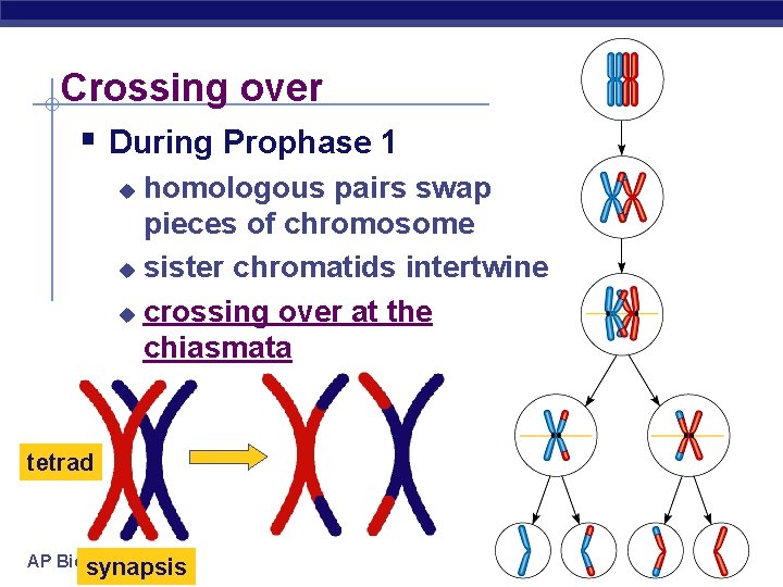 Crossing over § During Prophase 1 homologous pairs swap pieces of chromosome u sister