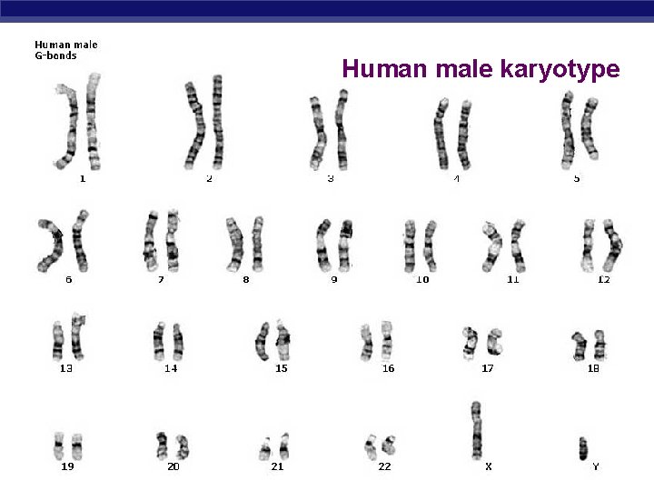 Human male karyotype AP Biology 2005 -2006 