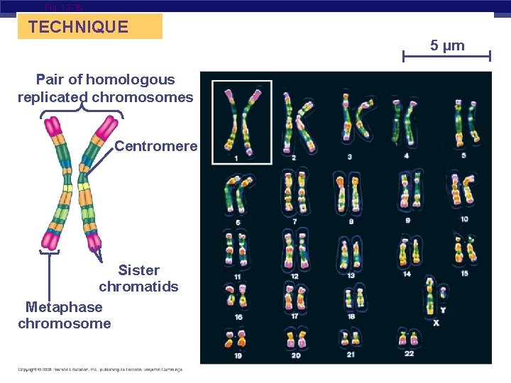 Fig. 13 -3 b TECHNIQUE 5 µm Pair of homologous replicated chromosomes Centromere Sister