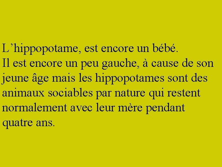 L’hippopotame, est encore un bébé. Il est encore un peu gauche, à cause de