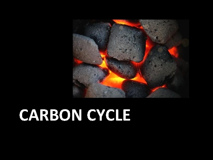 CARBON CYCLE 