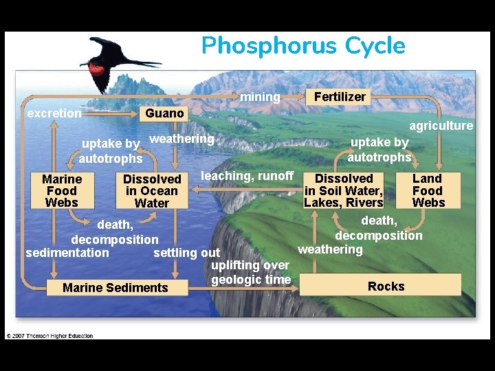 Phosphorus Cycle mining excretion Guano Fertilizer agriculture uptake by weathering autotrophs leaching, runoff Dissolved