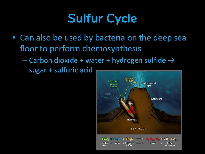 Sulfur Cycle • Can also be used by bacteria on the deep sea floor