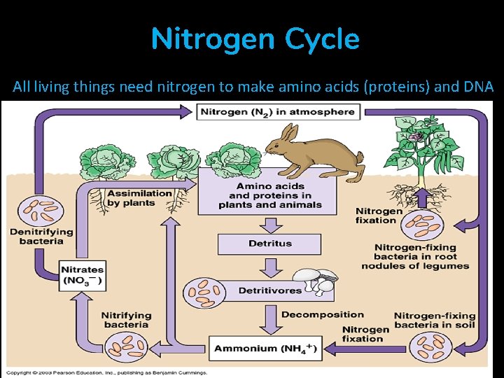 Nitrogen Cycle All living things need nitrogen to make amino acids (proteins) and DNA