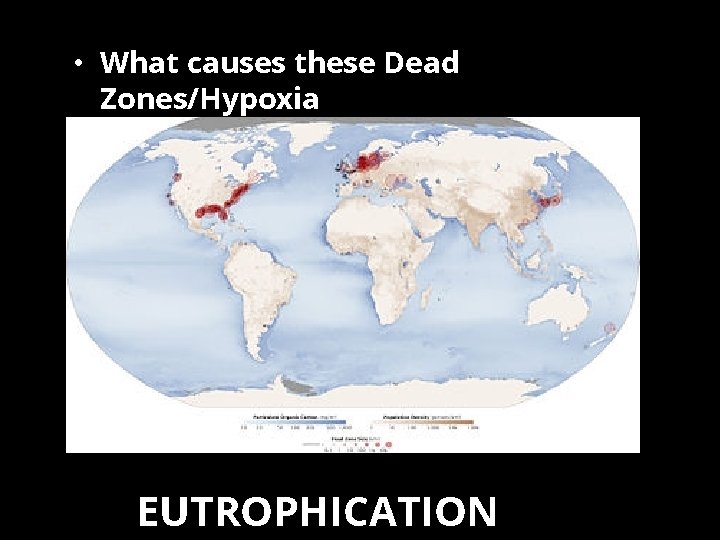  • What causes these Dead Zones/Hypoxia? EUTROPHICATION 