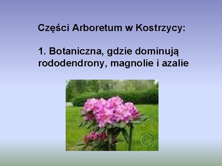 Części Arboretum w Kostrzycy: 1. Botaniczna, gdzie dominują rododendrony, magnolie i azalie 