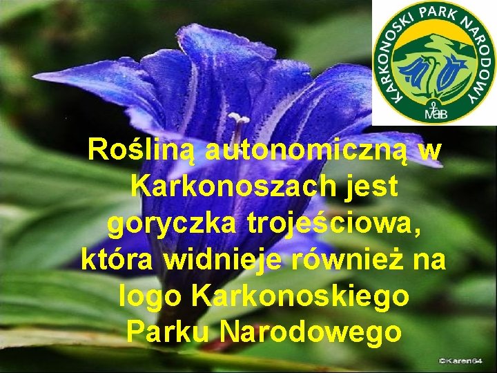 Rośliną autonomiczną w Karkonoszach jest goryczka trojeściowa, która widnieje również na logo Karkonoskiego Parku