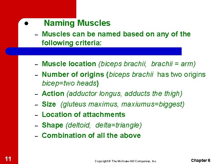 Naming Muscles l – Muscles can be named based on any of the following