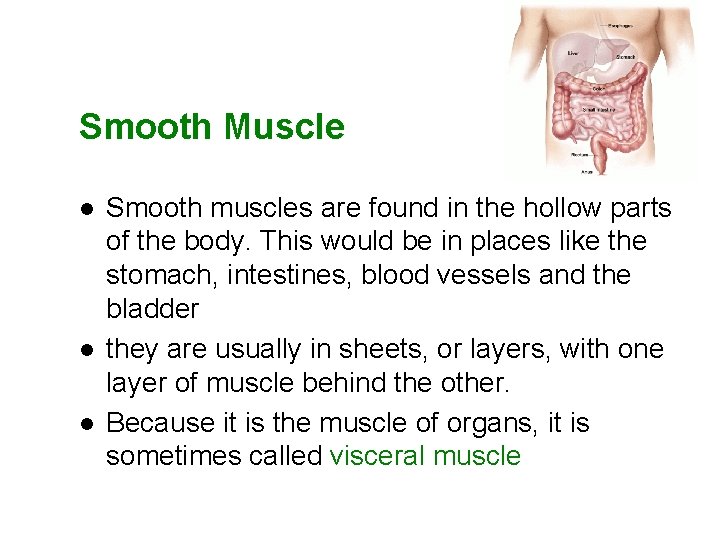 Smooth Muscle l l l Smooth muscles are found in the hollow parts of