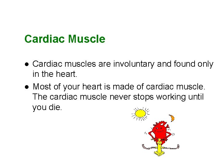 Cardiac Muscle l l Cardiac muscles are involuntary and found only in the heart.