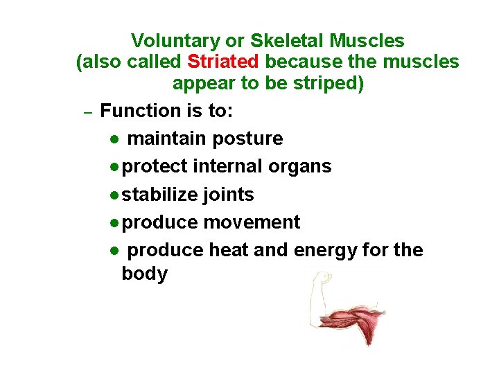 Voluntary or Skeletal Muscles (also called Striated because the muscles appear to be striped)