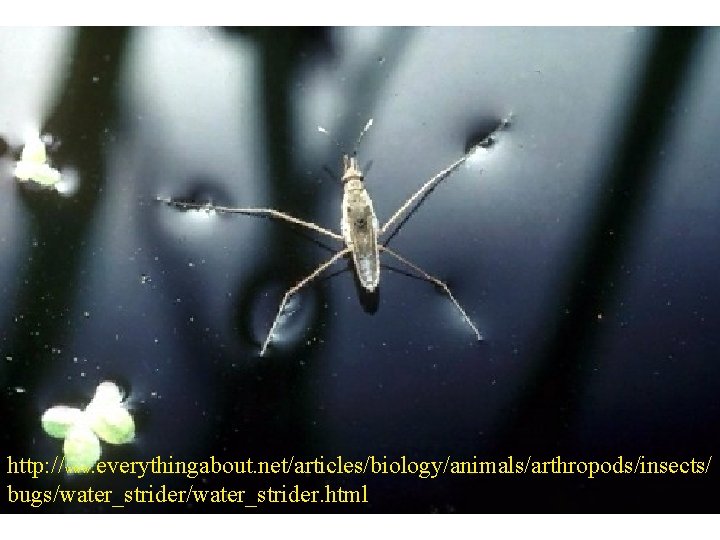 http: //www. everythingabout. net/articles/biology/animals/arthropods/insects/ bugs/water_strider. html 