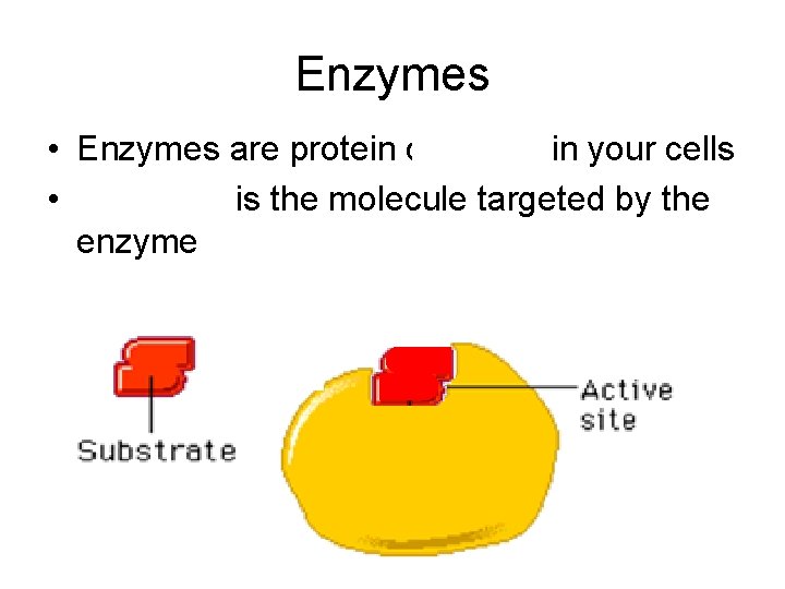 Enzymes • Enzymes are protein catalysts in your cells • Substrate is the molecule