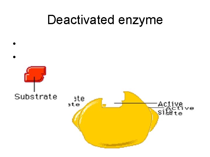 Deactivated enzyme • p. H • Temperature 