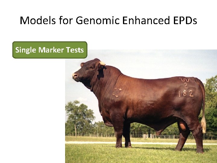Models for Genomic Enhanced EPDs Single Marker Tests 