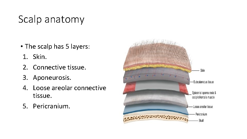 Scalp anatomy • The scalp has 5 layers: 1. Skin. 2. Connective tissue. 3.