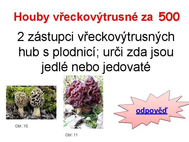 Houby vřeckovýtrusné za 500 2 zástupci vřeckovýtrusných hub s plodnicí; urči zda jsou jedlé