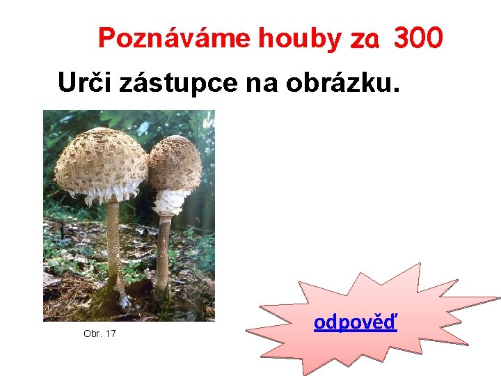Poznáváme houby za 300 Urči zástupce na obrázku. Obr. 17 odpověď 