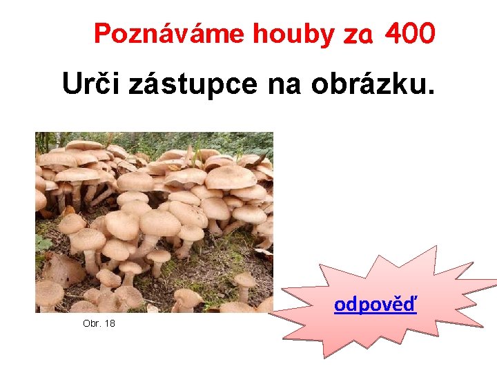 Poznáváme houby za 400 Urči zástupce na obrázku. odpověď Obr. 18 