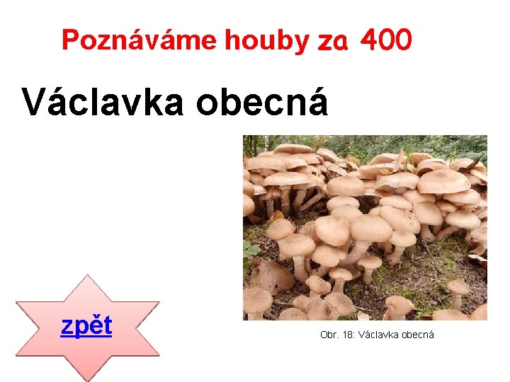 Poznáváme houby za 400 Václavka obecná zpět Obr. 18: Václavka obecná 