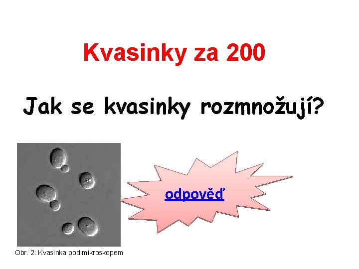 Kvasinky za 200 Jak se kvasinky rozmnožují? odpověď Obr. 2: Kvasinka pod mikroskopem 