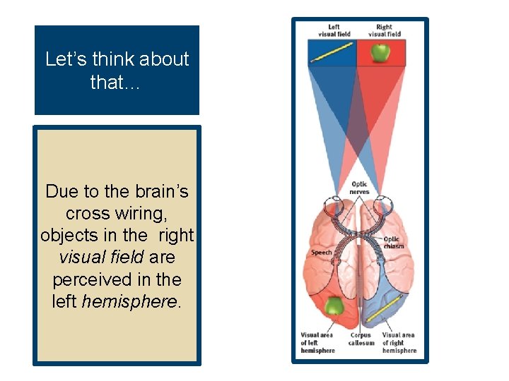 Let’s think about that… Due to the brain’s cross wiring, objects in the right