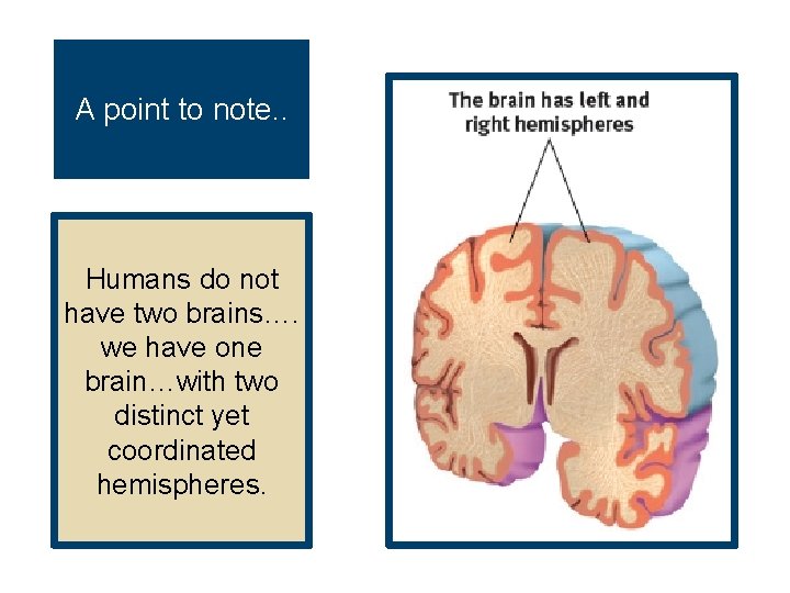 A point to note. . Humans do not have two brains…. we have one