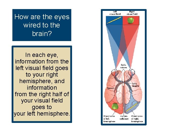 How are the eyes wired to the brain? In each eye, information from the