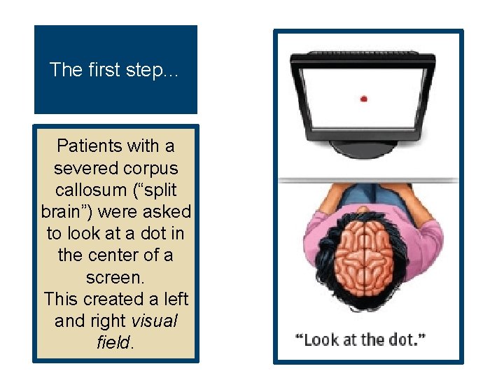 The first step… Patients with a severed corpus callosum (“split brain”) were asked to