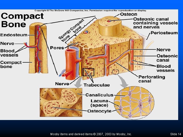 Mosby items and derived items © 2007, 2003 by Mosby, Inc. Slide 14 