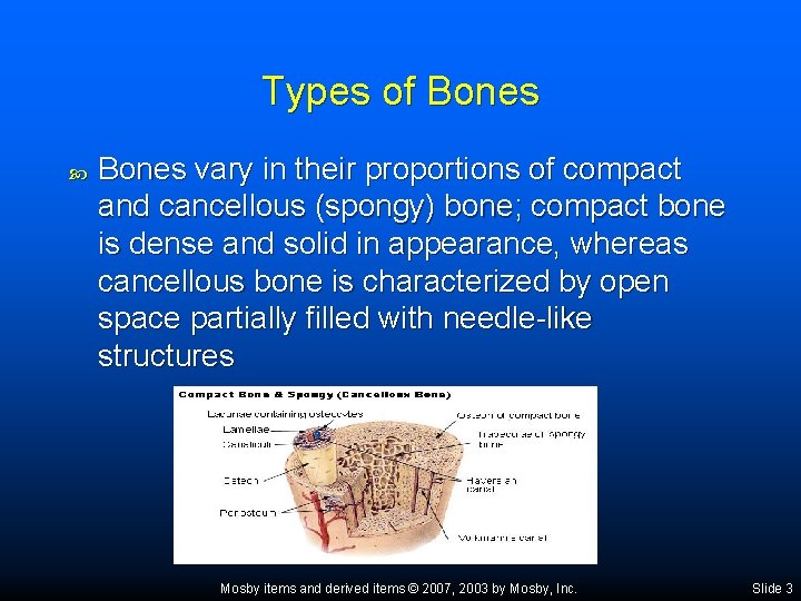 Types of Bones vary in their proportions of compact and cancellous (spongy) bone; compact