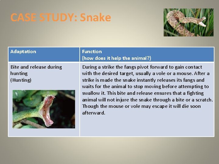 CASE STUDY: Snake Adaptation Function (how does it help the animal? ) Bite and CASE STUDY: Snake Adaptation Function (how does it help the animal? ) Bite and