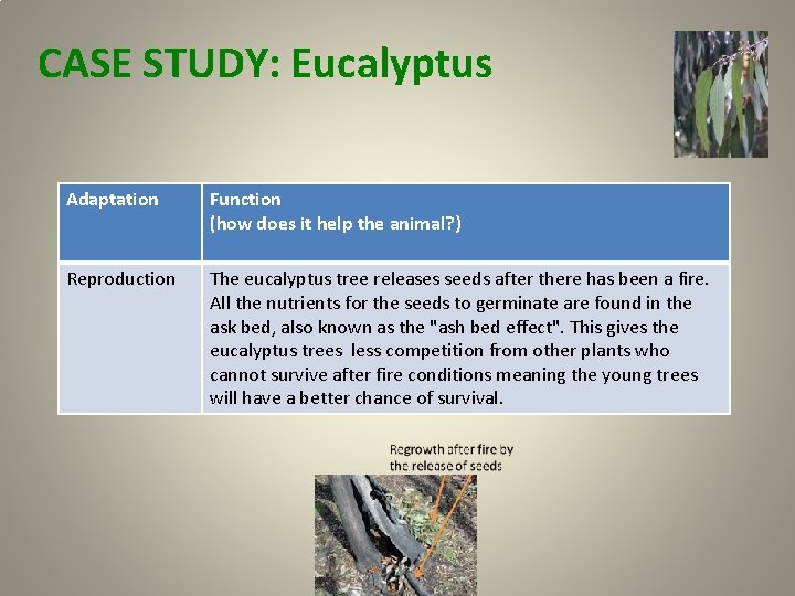 CASE STUDY: Eucalyptus Adaptation Function (how does it help the animal? ) Reproduction The CASE STUDY: Eucalyptus Adaptation Function (how does it help the animal? ) Reproduction The