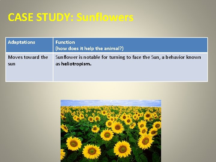 CASE STUDY: Sunflowers Adaptations Function (how does it help the animal? ) Moves toward CASE STUDY: Sunflowers Adaptations Function (how does it help the animal? ) Moves toward