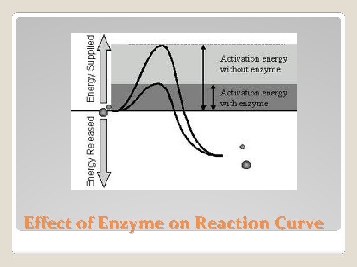 Effect of Enzyme on Reaction Curve 