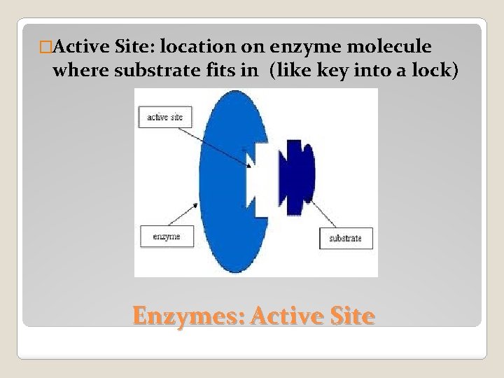 �Active Site: location on enzyme molecule where substrate fits in (like key into a