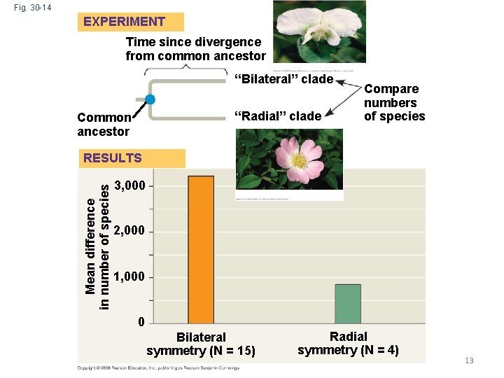 Fig. 30 -14 EXPERIMENT Time since divergence from common ancestor “Bilateral” clade “Radial” clade