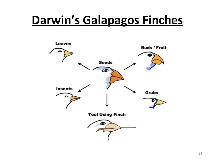 Darwin’s Galapagos Finches 18 