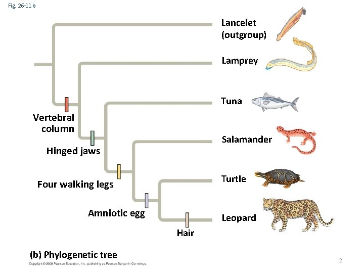 Fig. 26 -11 b Lancelet (outgroup) Lamprey Tuna Vertebral column Salamander Hinged jaws Turtle