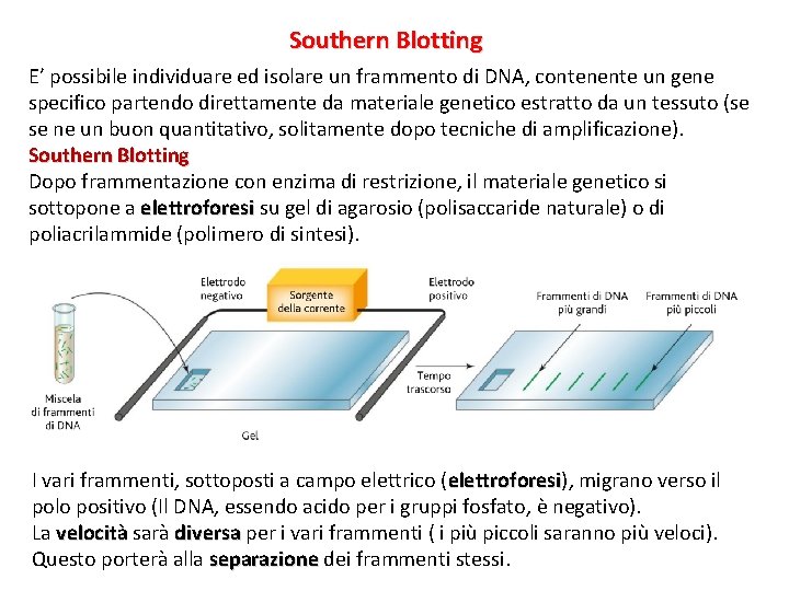 Southern Blotting E’ possibile individuare ed isolare un frammento di DNA, contenente un gene