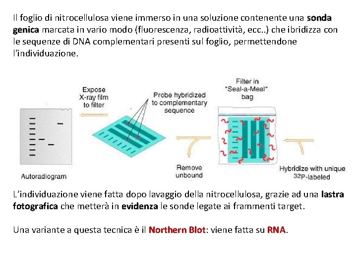 Il foglio di nitrocellulosa viene immerso in una soluzione contenente una sonda genica marcata