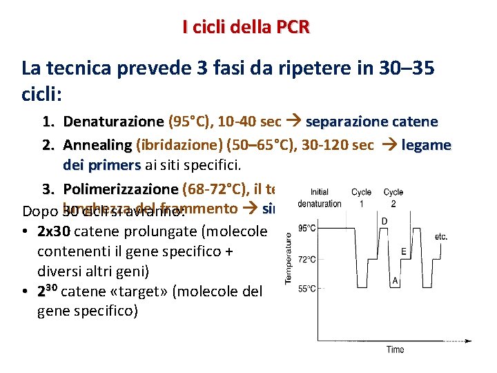 I cicli della PCR La tecnica prevede 3 fasi da ripetere in 30– 35