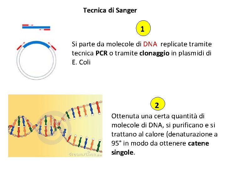 Tecnica di Sanger 1 Si parte da molecole di DNA replicate tramite tecnica PCR