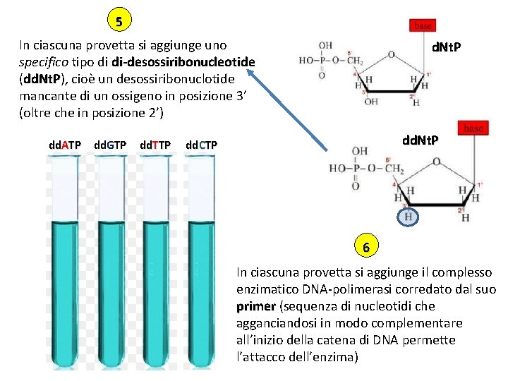 5 In ciascuna provetta si aggiunge uno specifico tipo di di-desossiribonucleotide (dd. Nt. P),