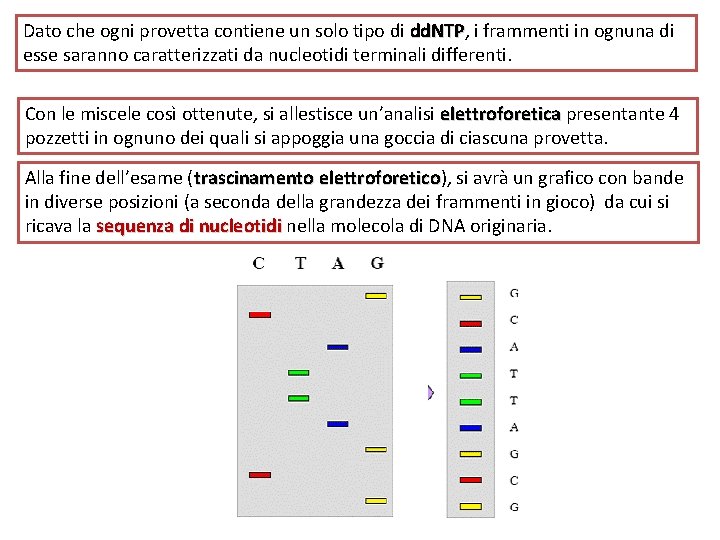 Dato che ogni provetta contiene un solo tipo di dd. NTP, dd. NTP i