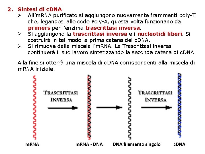 2. Sintesi di c. DNA Ø All’m. RNA purificato si aggiungono nuovamente frammenti poly-T